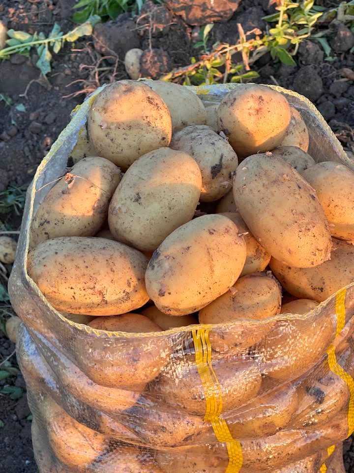 Sandıklı'da yazlık patates hasadı başladı 2 Sandıklı'da yazlık patates hasadı başladı