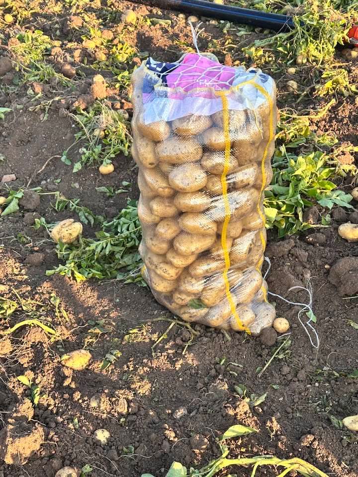 Sandıklı'da yazlık patates hasadı başladı 1 Sandıklı'da yazlık patates hasadı başladı