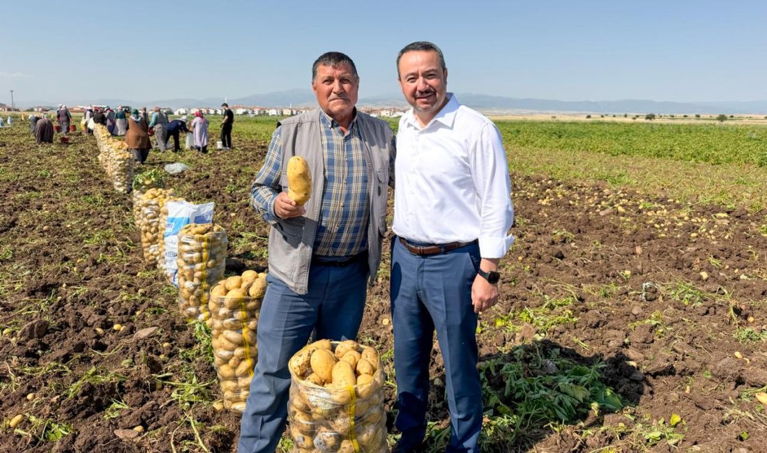 ​Afyonkarahisar'ın Sandıklı ilçesinde yazlık patates hasadı başladı.