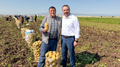 ​Afyonkarahisar'ın Sandıklı ilçesinde yazlık patates hasadı başladı.