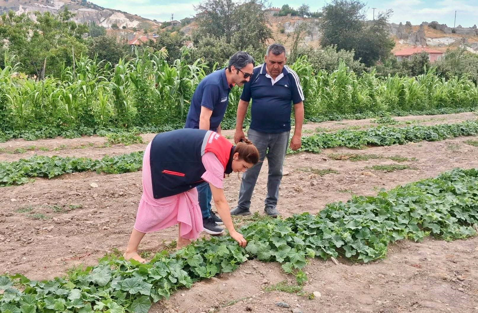 Sebze tarlalarında hastalık ve zararlı takibi sürüyor