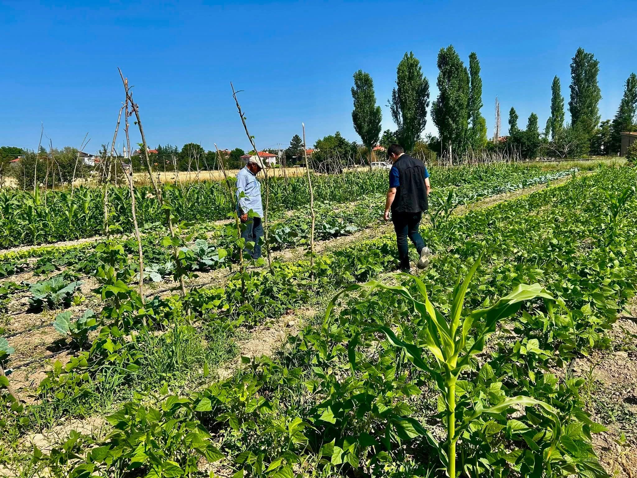 Sebze üretim alanlarında kontroller sürüyor 1 Sebze üretim alanlarında kontroller sürüyor