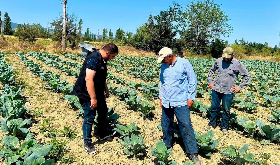 Afyonkarahisar'da bitkisel üretimde verim ve kaliteyi korumak, hastalık ve zararlıların