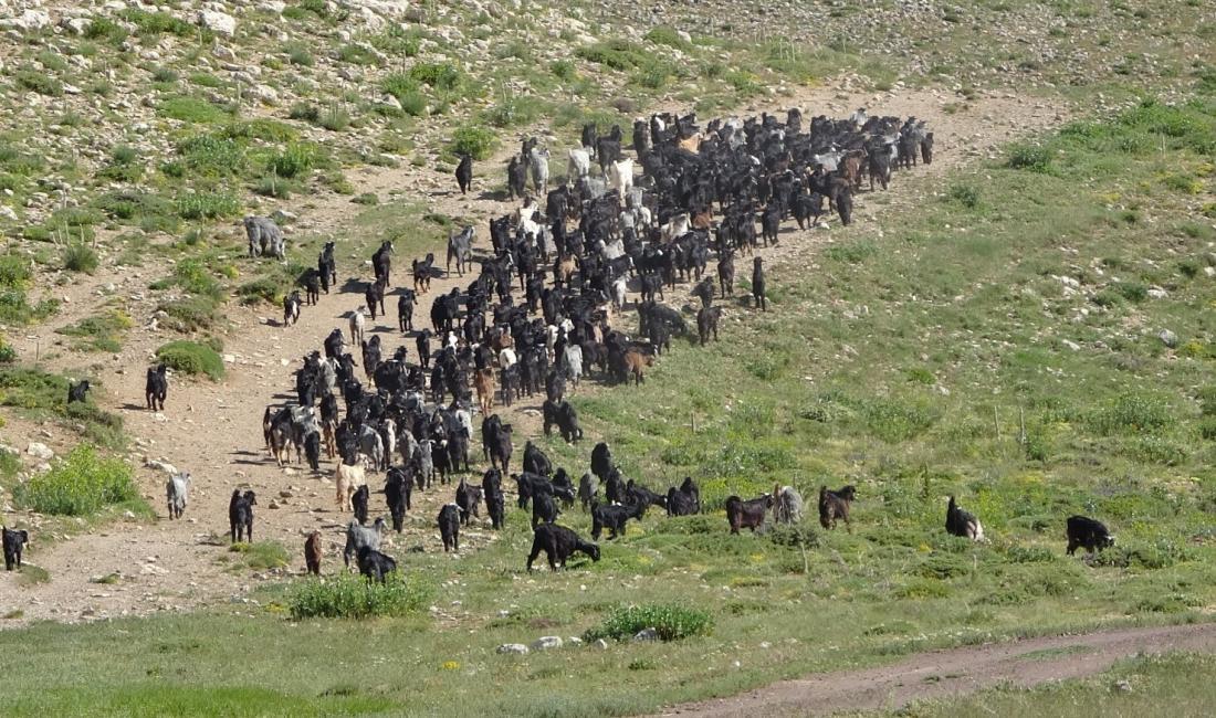 Türkiye'de keçi yetiştiriciliğinin en çok yapıldığı iller arasında ilk sırada