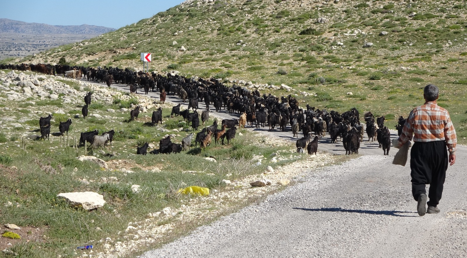 Toroslar yeşerdi, Yörüklerin zorlu mesaisi başladı 5 Toroslar yeşerdi, Yörüklerin zorlu mesaisi başladı