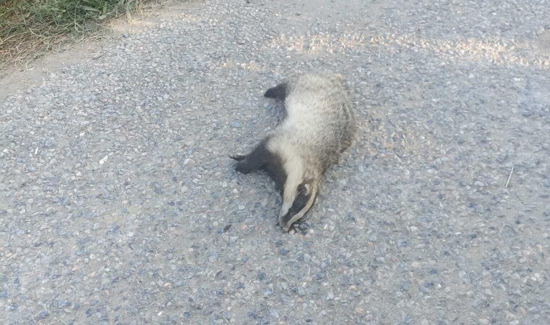 Afyonkarahisar'ın Sultandağı ilçesine bağlı Yakasenek köyü yakınlarında yol üzerinde ölü
