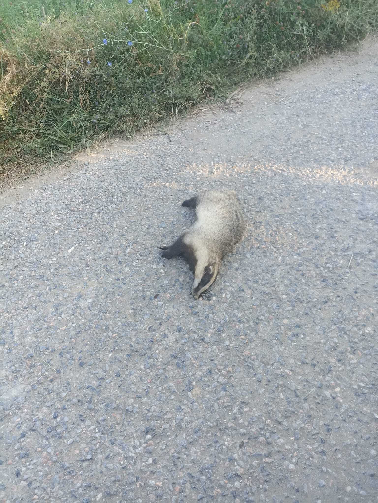 Afyonkarahisar'ın Sultandağı ilçesine bağlı Yakasenek köyü yakınlarında yol üzerinde ölü