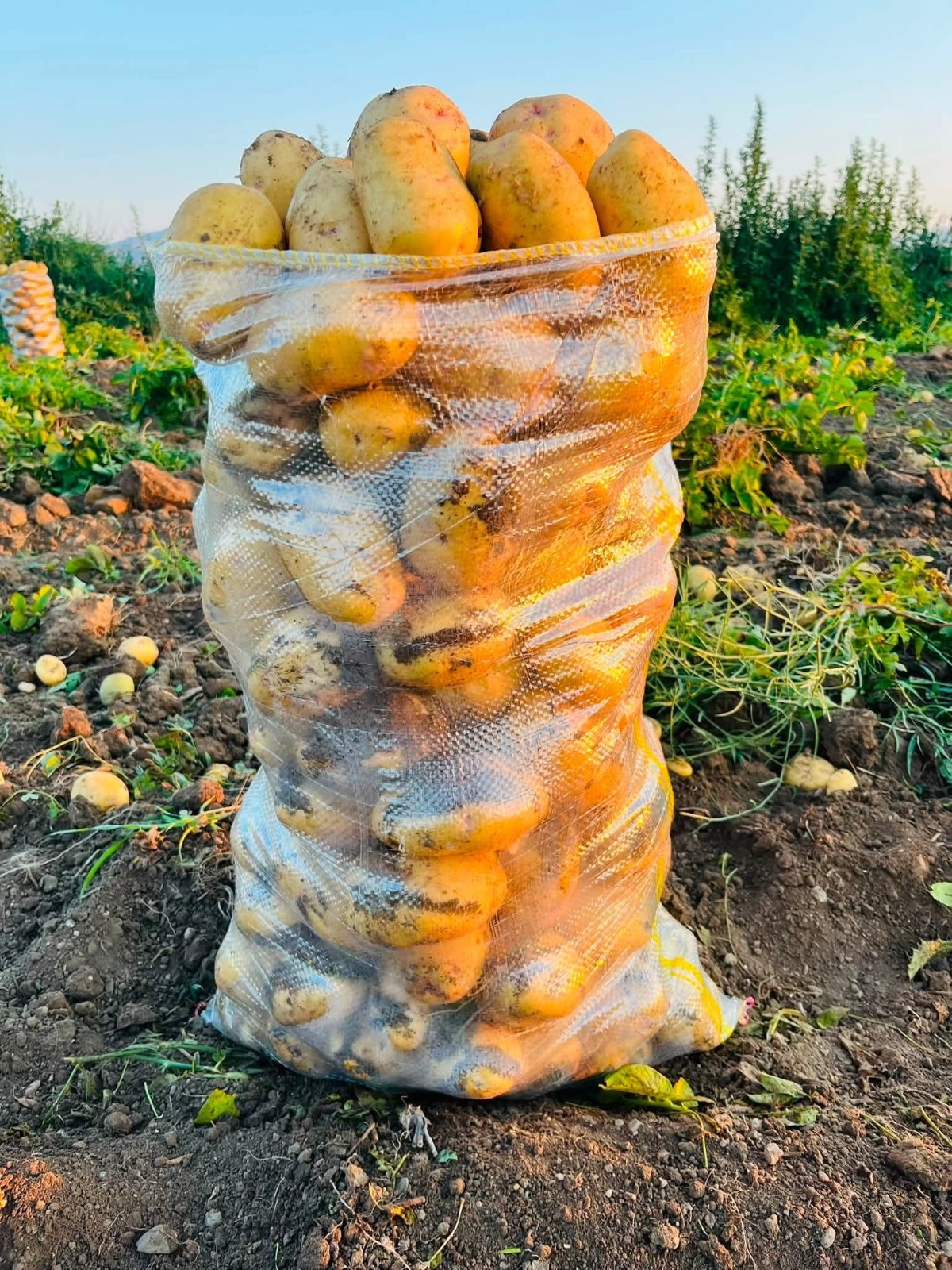 Dinar'da patates hasadı başladı