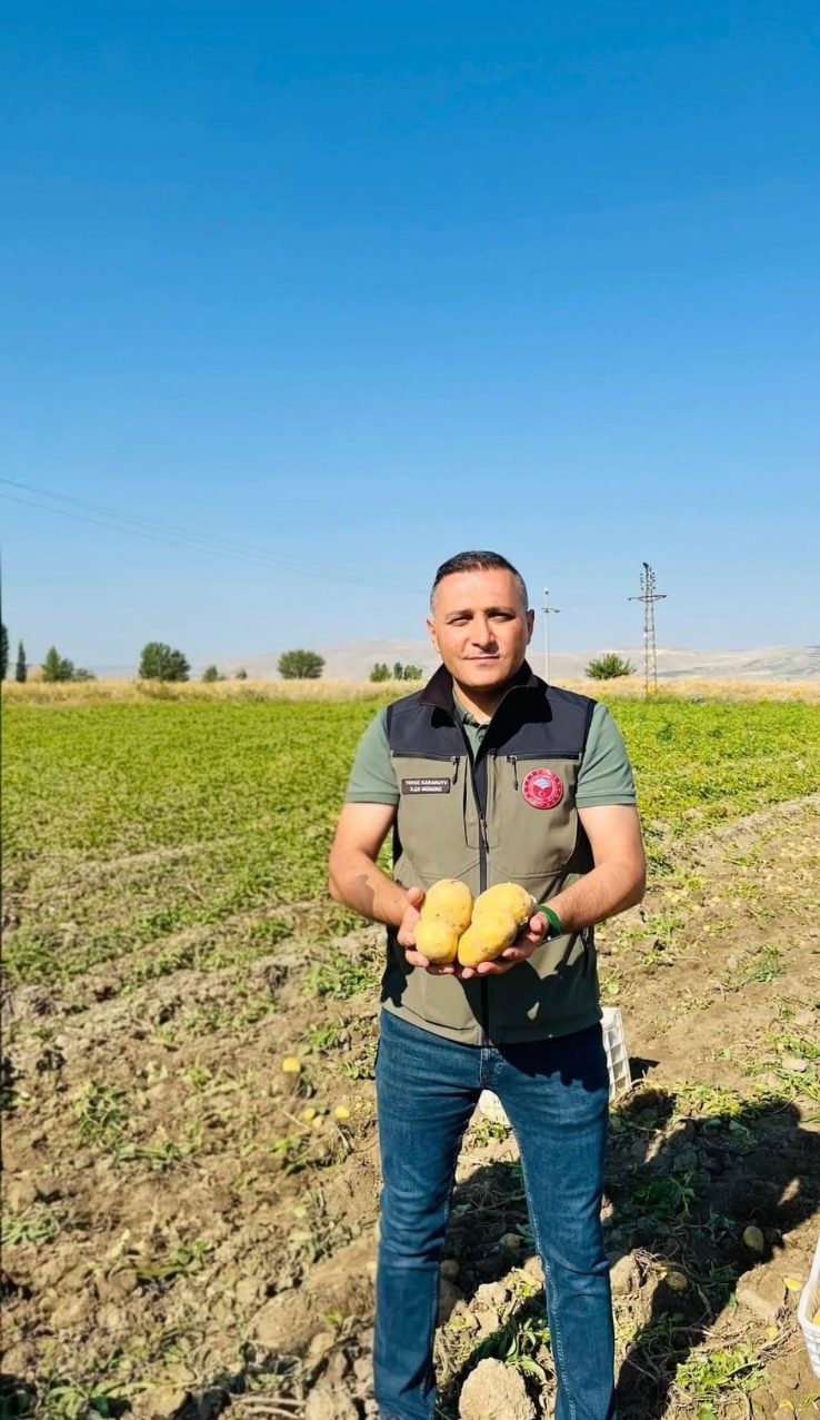 Dinar'da patates hasadı başladı 2 Dinar'da patates hasadı başladı