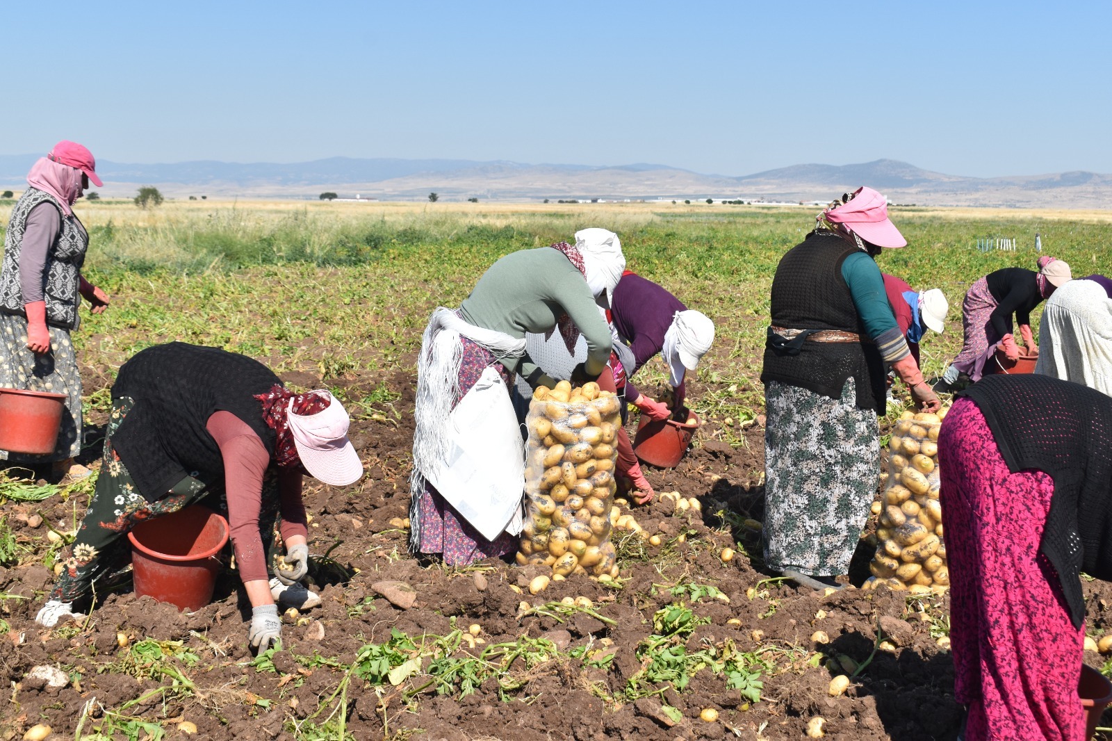 Afyonkarahisar'da sarı altın hasadı başladı