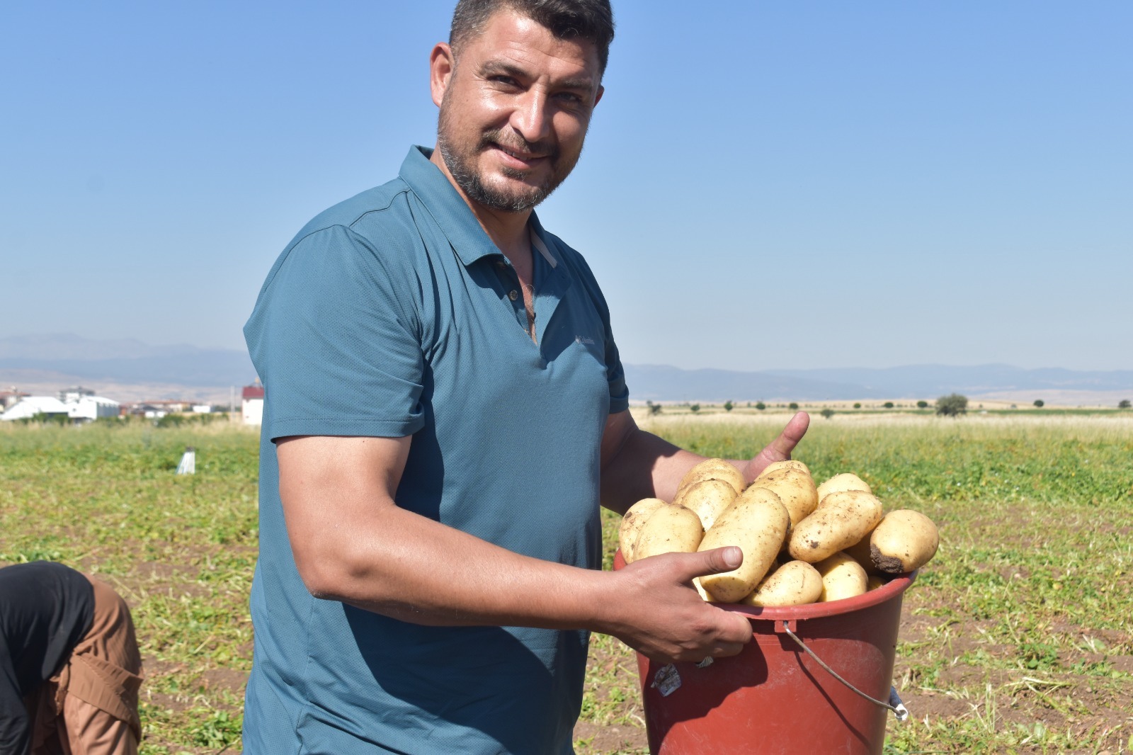 Afyonkarahisar'da sarı altın hasadı başladı