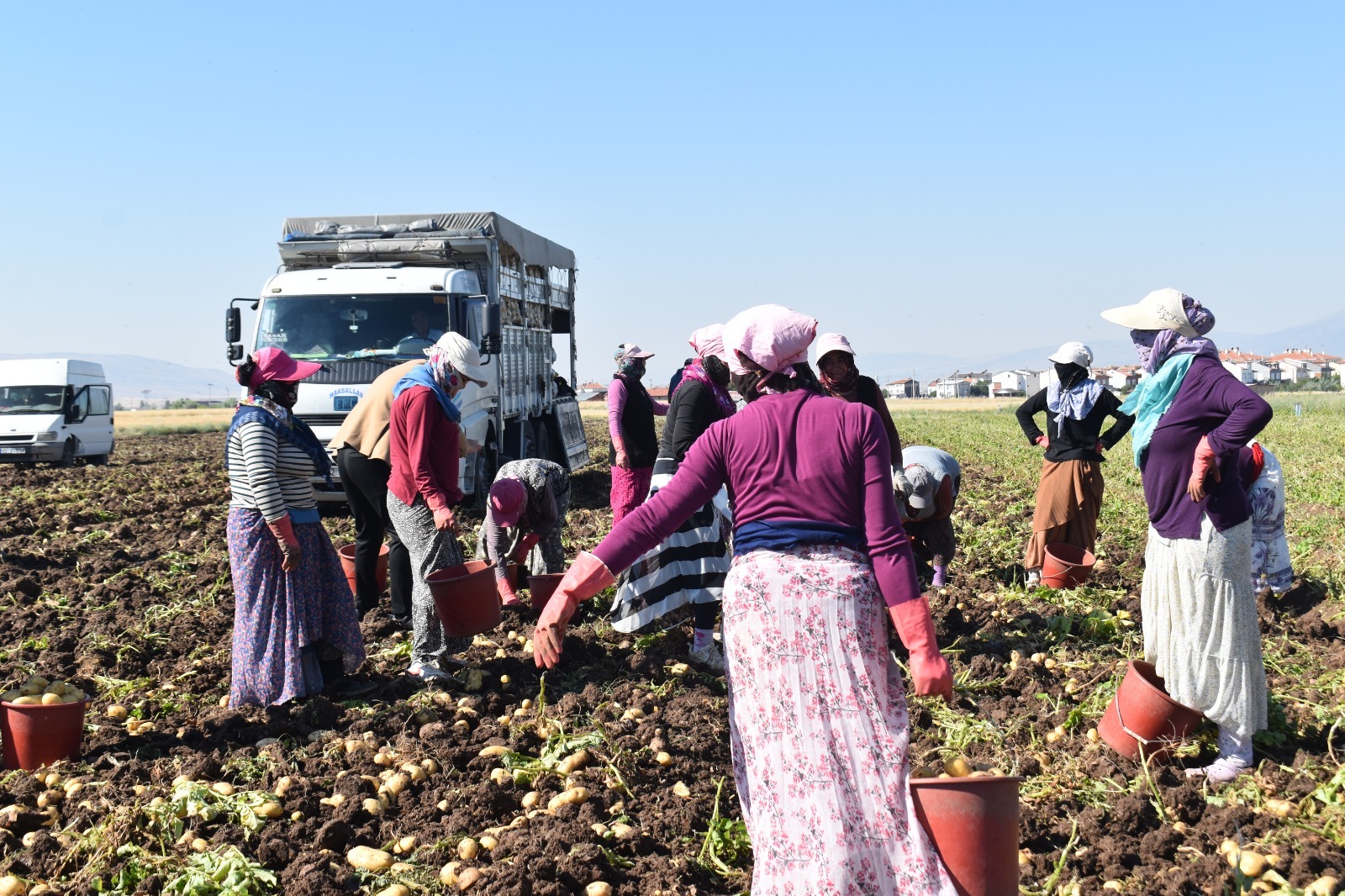 Afyonkarahisar'da sarı altın hasadı başladı