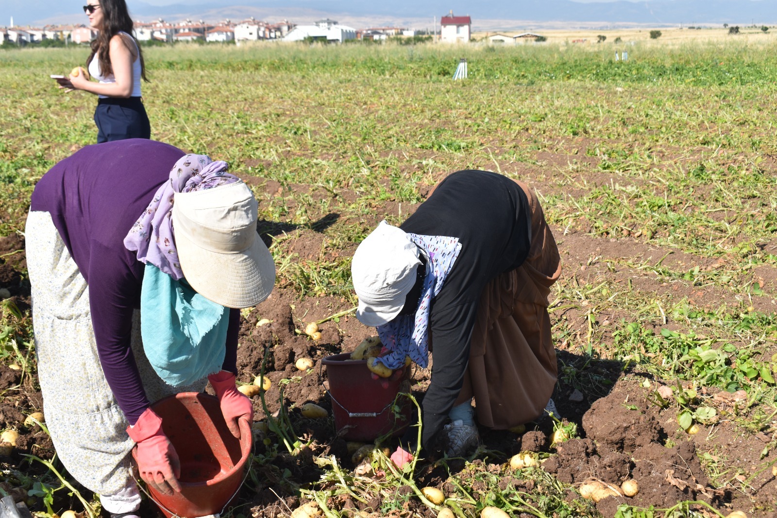 Afyonkarahisar'da sarı altın hasadı başladı