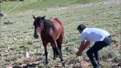 Afyonkarahisar'ın Emirdağ ilçesinde ayağına kalın ip dolanan yılkı atı, Doğa