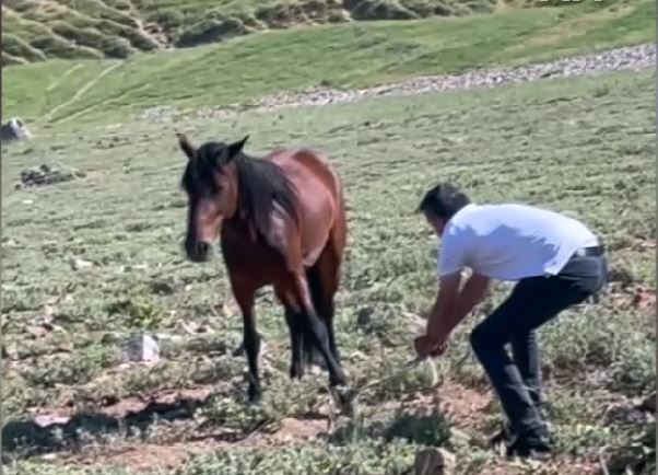 Afyonkarahisar'ın Emirdağ ilçesinde ayağına kalın ip dolanan yılkı atı, Doğa