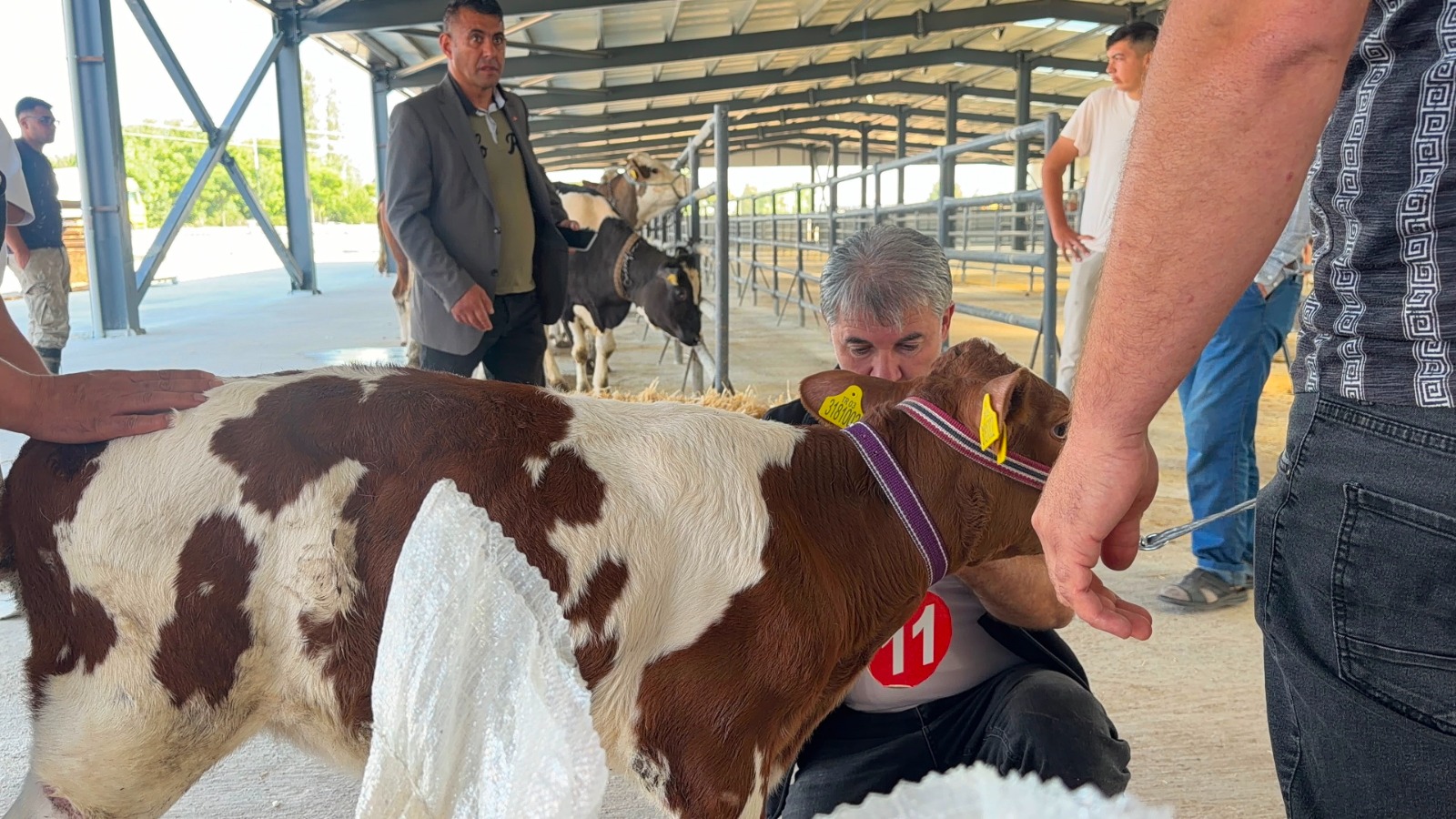 Tacın sahibi, 40 günlük buzağı oldu