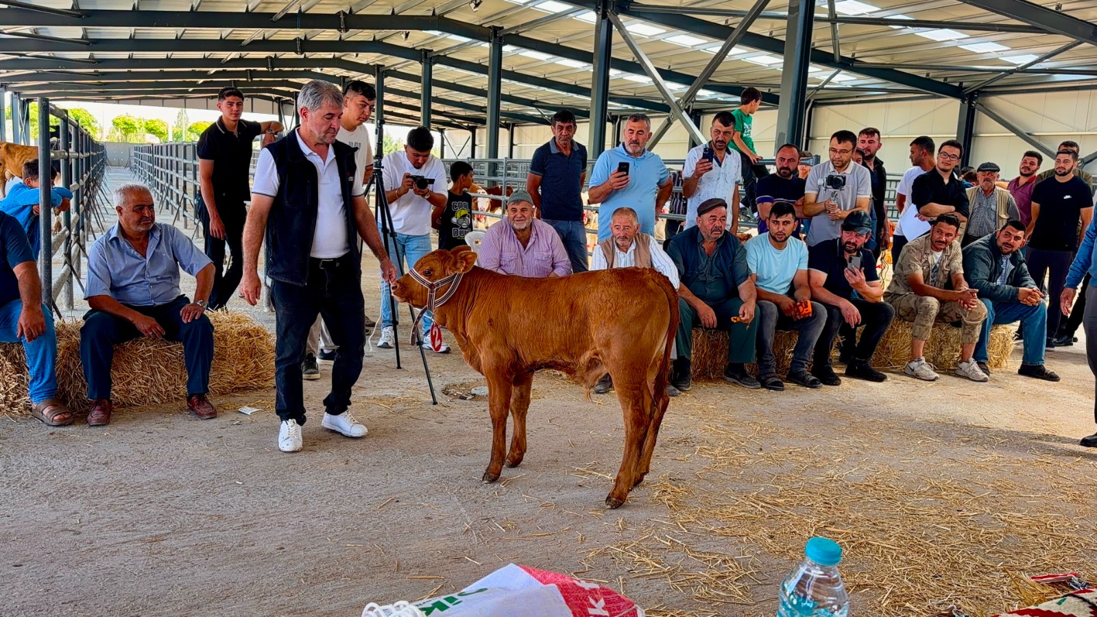 Tacın sahibi, 40 günlük buzağı oldu