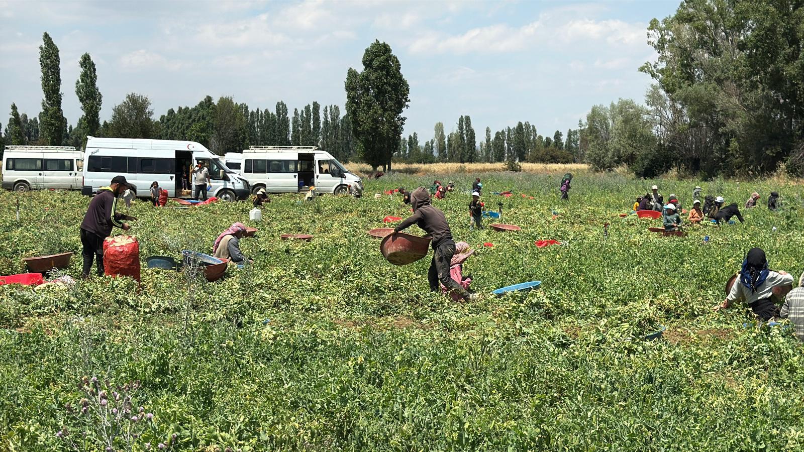 Bezelye hasadında katmerli mola