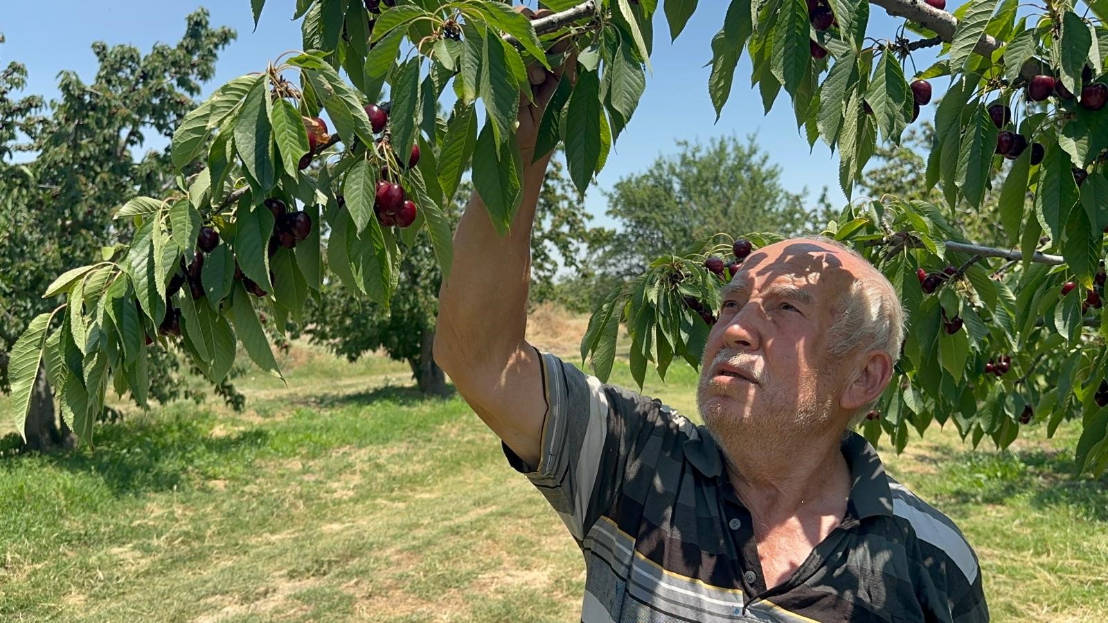Coğrafi işaretli kirazda tarihi rekor: Rekolte 110 bin tonu buldu 4 Coğrafi işaretli kirazda tarihi rekor: Rekolte 110 bin tonu buldu