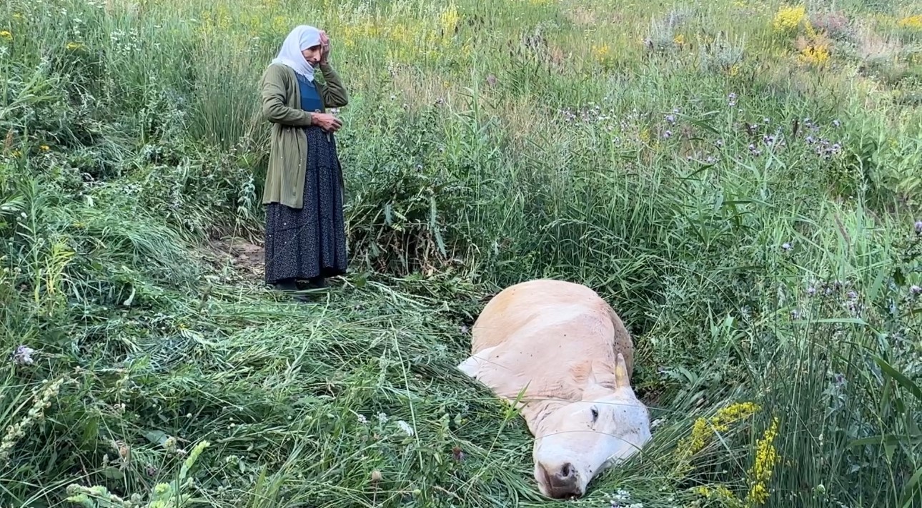 İneğine ağlamıştı, Ayni teyzenin yüzü artık gülüyor 4 İneğine ağlamıştı, Ayni teyzenin yüzü artık gülüyor