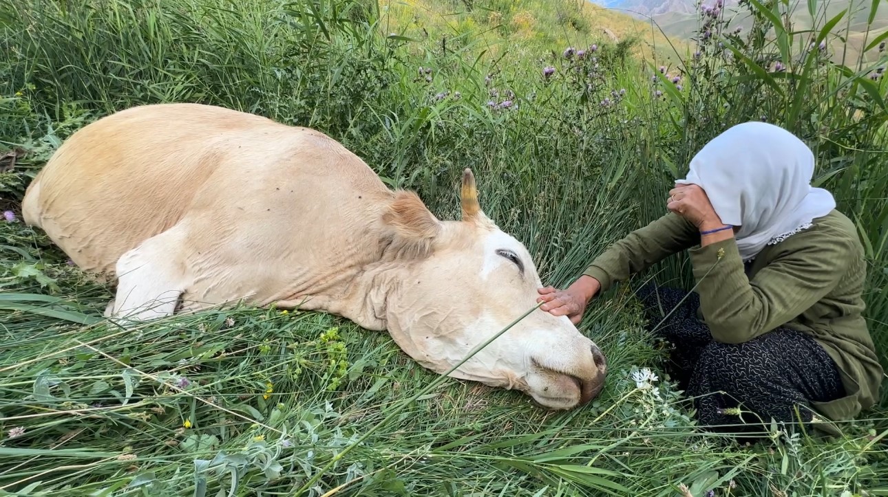 İneğine ağlamıştı, Ayni teyzenin yüzü artık gülüyor 1 İneğine ağlamıştı, Ayni teyzenin yüzü artık gülüyor