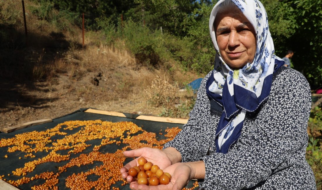 Adana'nın kiraz üretimiyle öne çıkan Saimbeyli ilçesinde, dalında kalan kirazlar