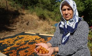 Adana'nın kiraz üretimiyle öne çıkan Saimbeyli ilçesinde, dalında kalan kirazlar