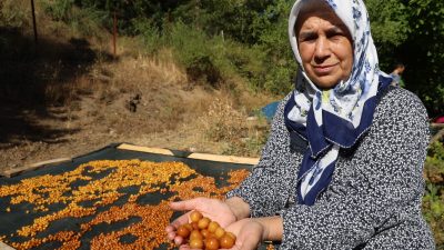 Adana'nın kiraz üretimiyle öne çıkan Saimbeyli ilçesinde, dalında kalan kirazlar