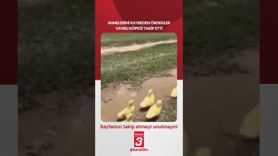 Kanal 3Pts, Temmuz 13, 2026 2:00pmURL:Embed:Annelerini kaybeden ördekler yavru köpeği