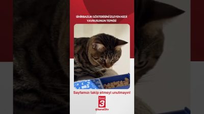 Sihirbazlık gösterisini izleyen kedi yavrusunun tepkisi… 📶https://kanal3.com.tr/ Sosyal Medya Hesaplarımızı