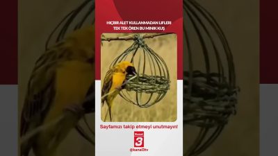 Hiçbir alet kullanmadan lifleri tek tek ören bu minik kuş…