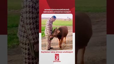Satmak için planladığı buzağı geri gelince satmaktan vazgeçti… 📶https://kanal3.com.tr/ Sosyal