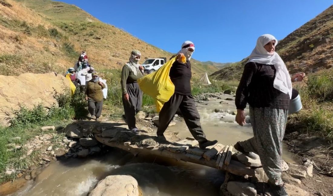 Hakkari’nin Yüksekova ilçesindeki berivanlar (süt sağan kadınlar), kavurucu sıcaklara ve