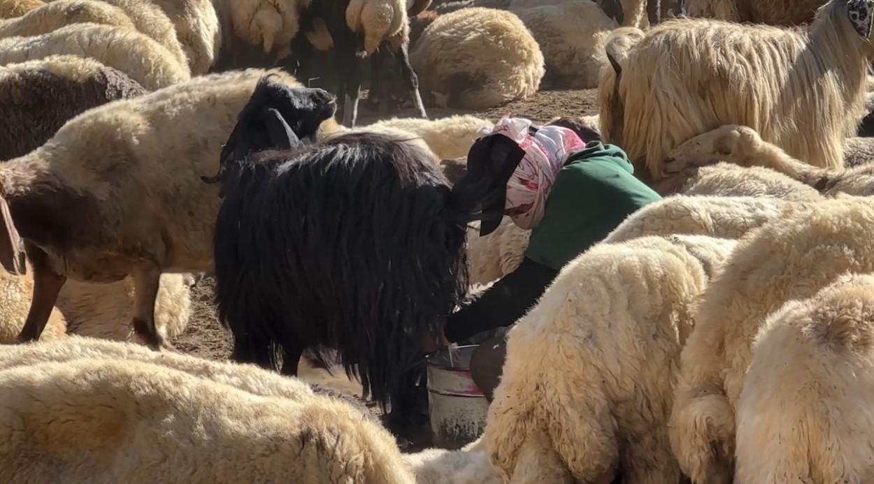 Kızgın güneş altında halaylı süt mesaisi