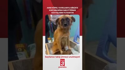 Anne köpek, yavrularıyla birlikte kurtarıldığını fark ettiğinde gözyaşlarını tutamıyor… 📶https://kanal3.com.tr/