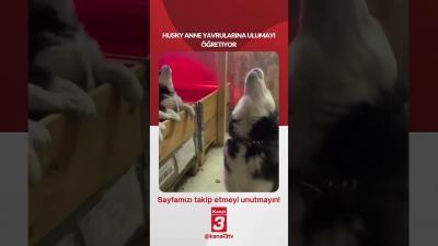 Kanal 3Per, Temmuz 2, 2026 4:00pmURL:Embed:Husky anne yavrularına ulumayı öğretiyor…