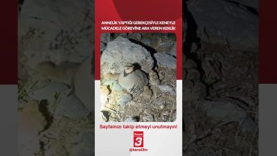 Kanal 3Sal, Temmuz 21, 2026 10:00amURL:Embed:Annelik yaptığı gerekçesiyle keneyle mücadele