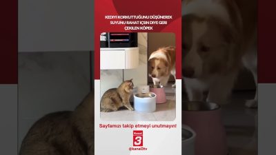 Kanal 3Sal, Temmuz 7, 2026 4:00pmURL:Embed:Kediyi korkuttuğunu düşünerek suyunu rahat