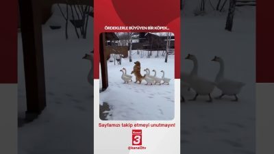 Ördeklerle büyüyen bir köpek… 📶https://kanal3.com.tr/ Sosyal Medya Hesaplarımızı Takip Ederek