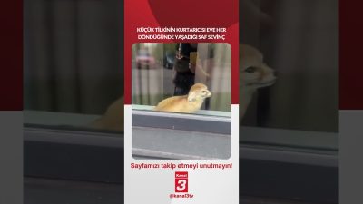 Küçük tilkinin kurtarıcısı eve her döndüğünde yaşadığı saf sevinç… 📶https://kanal3.com.tr/