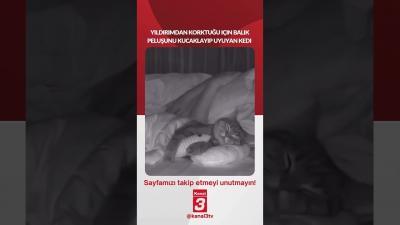 Yıldırımdan korktuğu için balık peluşunu kucaklayıp uyuyan bu kedi… 📶https://kanal3.com.tr/