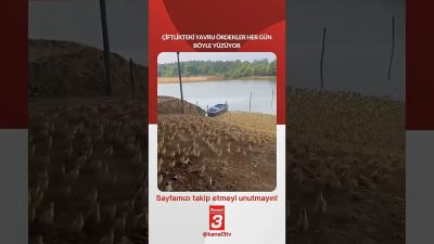 Çiftlikteki yavru ördekler her gün böyle yüzüyor… 📶https://kanal3.com.tr/ Sosyal Medya