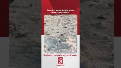 İnsana el sallar şekilde selam veren sevimli yengeç… 📶https://kanal3.com.tr/ Sosyal