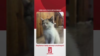Minik kedi uykuya böyle direndi… 📶https://kanal3.com.tr/ Sosyal Medya Hesaplarımızı Takip