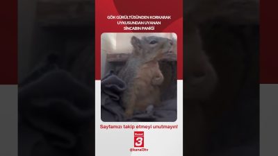 Gök gürültüsünden korkarak uykusundan uyanan sincabın paniği… 📶https://kanal3.com.tr/ Sosyal Medya