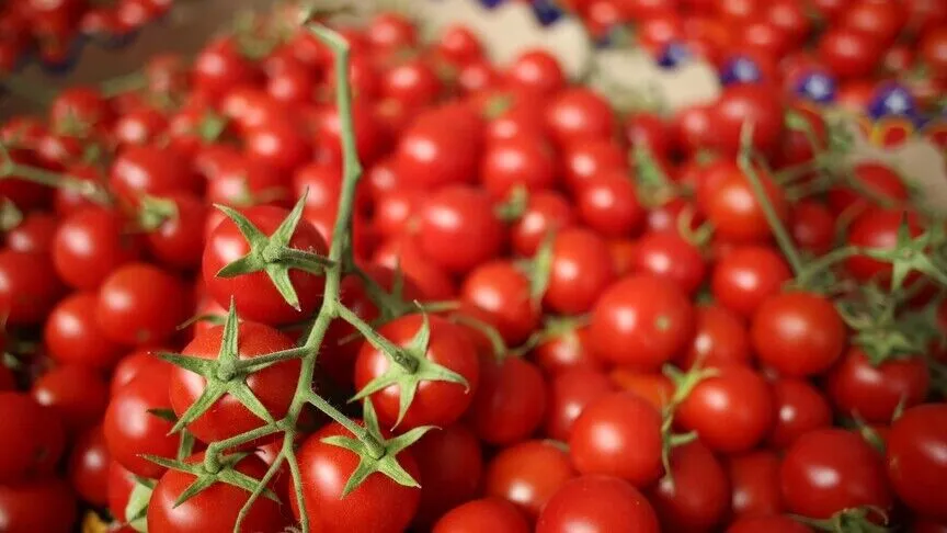 Türkiye'den yılın ilk yarısında gerçekleştirilen domates ihracatı 252 milyon 509