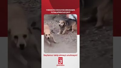Yabancıya havlayan arkadaşını tutan köpek ilgi çekti! 📶https://kanal3.com.tr/ Sosyal Medya