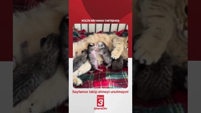 Kanal 3Pts, Temmuz 6, 2026 2:00pmURL:Embed:Küçük bir mama tartışması… 📶https://kanal3.com.tr/