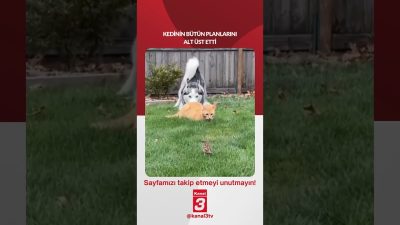 Kedinin bütün planlarını alt üst etti… 📶https://kanal3.com.tr/ Sosyal Medya Hesaplarımızı