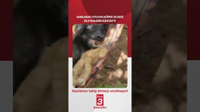 Sarılarak uyuyan köpek ve kedi izleyenlerin içini ısıttı… 📶https://kanal3.com.tr/ Sosyal